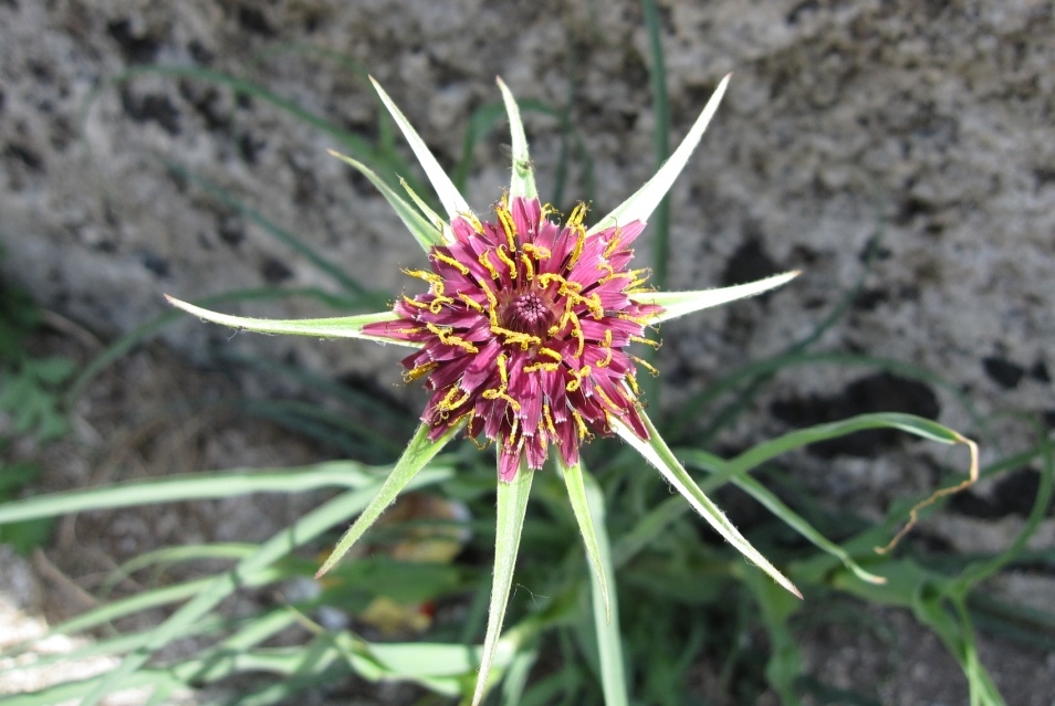 Tragopogon porrifolius